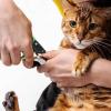 imageMr Pen Cat Nail Clipper with Adjustable LED Light Green Cat Nail Trimmer Cat Claw Clippers Cat Clippers for Nails Pet Nail Clippers Kitten Nail Clipper Small Dog Nail Clipper Cat Claw Trimmer
