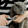 imageMr Pen Cat Nail Trimmer  Blue ampamp White Cat ampamp Kitten Nail Clipper Pet Claw Trimmer for Small DogsBeige