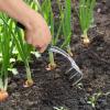 imageMr Pen Black Mini Hand Rake Hand Cultivator Garden Tool 3 Prong Garden Rake Manual Operation Metal Great for Weeding and Turning Soil