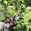 imageMr Pen Pruning Shears Garden Shears 8quot Professional Titanium Blade Garden Scissors Gardening Shears Garden Clippers Bypass Pruners Garden Shears Pruning Pruning Scissors Garden Tools